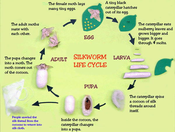 Silkworm cycle overview