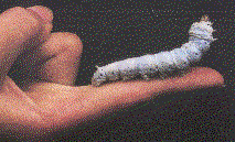 (12466 bytes)