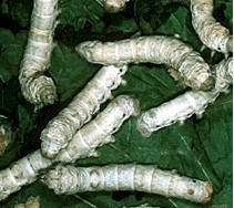 silkworm.jpg (14180 bytes)